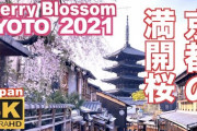 これぞ、京都の桜！あまりの絶景に外国人たちも思わず息をのむ！！！