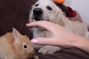 「友達に手を出さないで！」飼主さんにちょっかいを掛けられるウサギの友達を守ろうとするゴールデン・レトリバー！