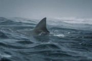 【海外】バハマのサメたちが薬物漬け？コカイン、カフェイン、痛み止めの驚きの真実！