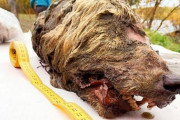 日本とロシアのチームが 3万年前のほぼ完全な状態のオオカミの頭部発見　海外の反応