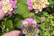 海外「こんなに可愛いお花なのに…迂闊に庭に植えちゃいけないのね」”植えてはいけない植物”の一つです（海外の反応）