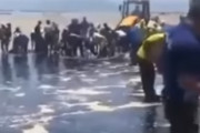 海岸に漂着した重油を回収する映像が海外で話題に←なんか凄く考えさせられるものがある　海外の反応