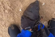 こんなにも沢山の被害が？網や釣り糸に絡まってしまったアシカ達を救う様子を撮影