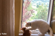 「ここからの景色はワタシだけのもの」お気に入りの窓辺に他の猫が座ると邪魔しに行く白猫ちゃん