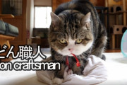海外「ネコは働かないなんて、誰が言った？」うどん職人のような日本の猫が話題に（海外の反応）