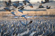 【海外】春の渡り鳥、736,000羽のサンヒラゲの群れがネブラスカ州に集結！鳥インフルエンザもなしの奇跡の光景とは？