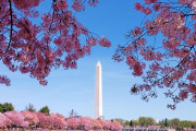 【海外】ワシントンDCの桜が見頃！なぜ首都にはこんなにも美しい桜の木があるのか？