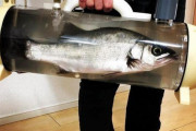 海外「日本人が今度は活魚を持ち歩けるバッグを作ってるよ…」