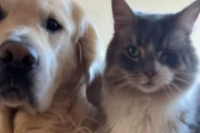 目の見えない犬を気づかい、舐めて癒そうとする片目の猫