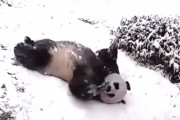 雪の中を滑って遊ぶパンダが可愛すぎると話題に 【海外の反応】