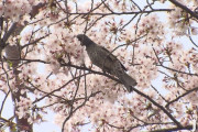 韓国メディア「サクラの生物主権を日本に渡した国立樹木園」韓国の反応