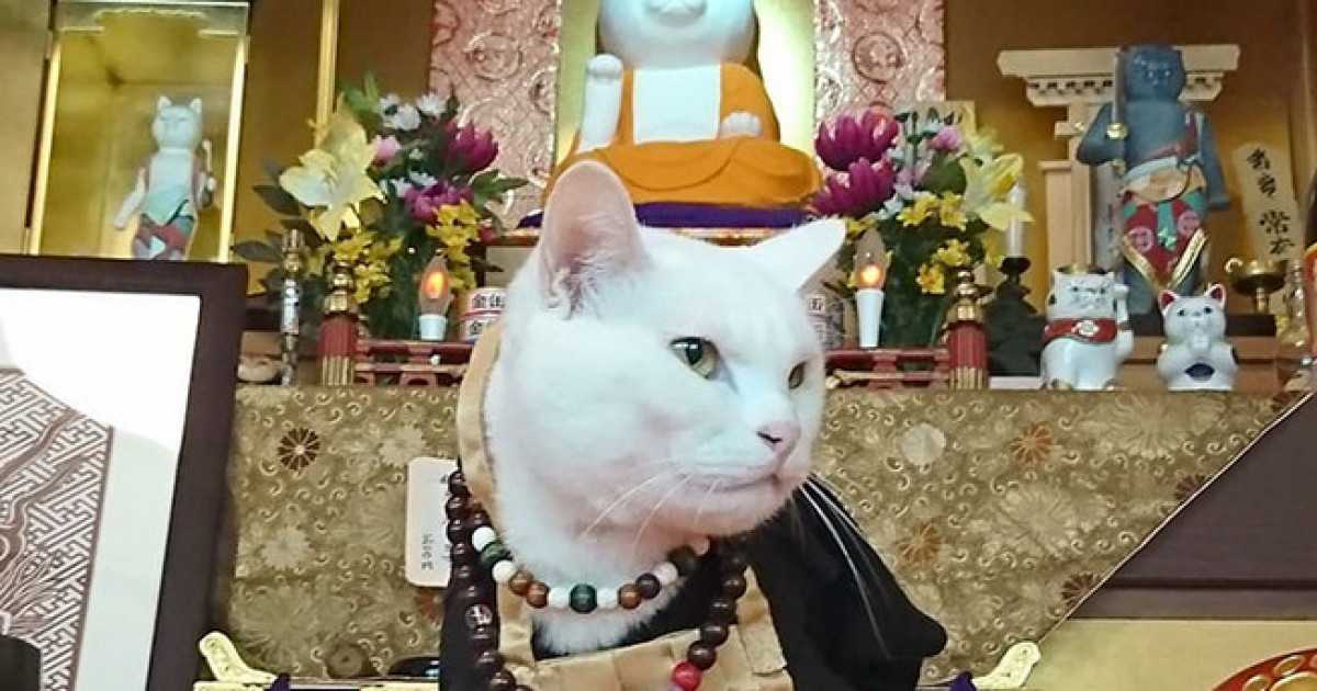 外国人「日本にはネコの住職がいる猫猫寺があるらしいぞ！」 | 海外の反応アンテナ