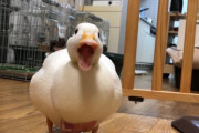 海外「日本風の攻撃！かわいい！」自由気ままな日本のアヒルが話題に（海外の反応）