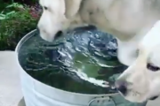 暑い夏はこれが一番！水飲みにきた犬が涼しそうに水浴び。海外の反応