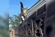 【海外】「フェンスに現れた野良猫、子猫を運んできた！再び戻った理由とは？」