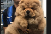 人生で初めてショッピングモールに来た「チャウチャウ犬」が可愛い！ 海外の反応