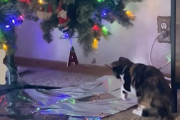 ほとんどの家庭にある意外なものがクリスマスツリーに悪戯する猫ちゃん対策に？！
