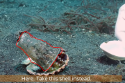 海に棄てられた「プラスチックに住むタコ」を助けた動画 海外の反応