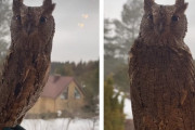 フクロウ「ジー……」こちらを見たまま首をほぼ1周出来るフクロウが神秘的(ロシア)