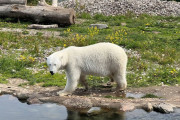 【海外】知られざるクマの驚くべき10の秘密とは？興味深い事実を大公開！
