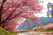 見た人を感動させる静岡の河津桜！！外国人「まるで天国のようだ」