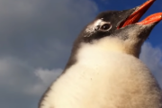 野生のペンギンには触っちゃいけないので…！お腹に飛び乗って来るペンギンの赤ちゃん 海外の反応