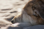 浜辺で海を見続けている犬。漁に出て帰らぬ人となった飼い主を待ち続けていた