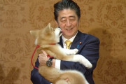 外国人「阿部元首相と柴犬。これが日本の平和の象徴ってことだな」