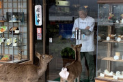 海外「日本では鹿も人間の様に生活しているらしい」とある鹿の写真に対する外国人の反応が面白すぎるｗｗｗ