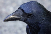 【海外】カラスは人間の2倍速で判断できる！驚きの知能に迫る研究結果