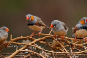 【海外】鳥の群れは何と呼ばれる？「フロック」以外の知られざる名称とは