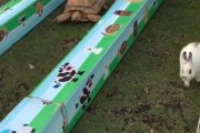 「現実にウサギと亀を競走させたら…こんな結果になった！」