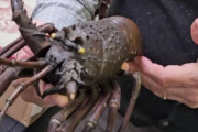 「自在置物なる日本のフィギュアを見てくれ」明治時代の超絶技巧に外国人が衝撃！海外の反応