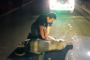 バイク事故にあった野生の子ゾウが人間の心臓マッサージを受けて蘇生！ 衝撃の一部始終がカメラに収められる