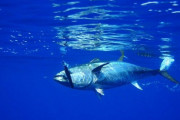 海外「こんなにも大きくなるの！？」東京で新鮮なマグロを食べたくなったらココ「上五島」…長崎・上五島鮮魚を満喫できるぞ🐟 海外の反応