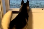 デート相手を見送る犬の悲しい気持ちが「しっぽ」から痛いほど伝わってくるとき
