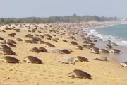 【海外】インドのビーチにウミガメが大集合！巣作りの季節だよ〜（動画あり）