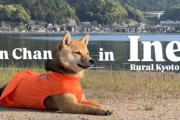 外国人「柴犬と伊根、絶妙なマッチっぷりだｗｗｗ」