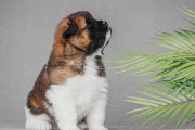 【海外】目を引く！三色犬種10選—個性あふれる犬たちをご紹介