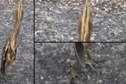 ヘビに見える鳥？ちょっと不気味な生物がトルコで撮影される