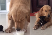 大きなゴールデンレトリバーの元に、小さな子犬がやってきた！