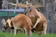 「あ、ちょっとストップね」激しくやり合ってる最中にお尻を掻くカンガルーさんにクスっとしてしまう