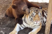 一瞬目を疑う光景がそこに。親友のトラの毛繕いに余念のないクマ