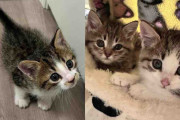 【海外】「倉庫で子猫を発見！その後、近くに隠れていた2匹の猫も見つかる」