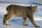 外国人「君達の国で最も危険な動物は何なのか？」海外の反応