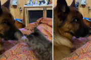 「あの、僕叩かれてるんですけど？」猫パンチされて飼い主さんに視線で助けを求める犬にクスっとしてしまう