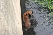 【海外】「排水溝に捨てられた犬が助けを求める！通行人の反応は？」