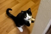 「ごはん、ちょうだい」のポーズが可愛すぎる猫ちゃんにほっこり！