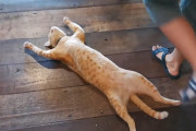 「忙しい？我々には関係のない話だニャ」レストランの床で我が物顔で眠る猫ちゃんが可愛い