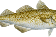 外国人「お前らが一番美味しいと思う魚を順に並べてみよう」